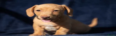Jackshund 4
