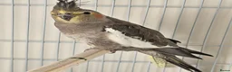 Cockatiels birds for sale: Male and female cockitel looking for new aviary  - Advert 2