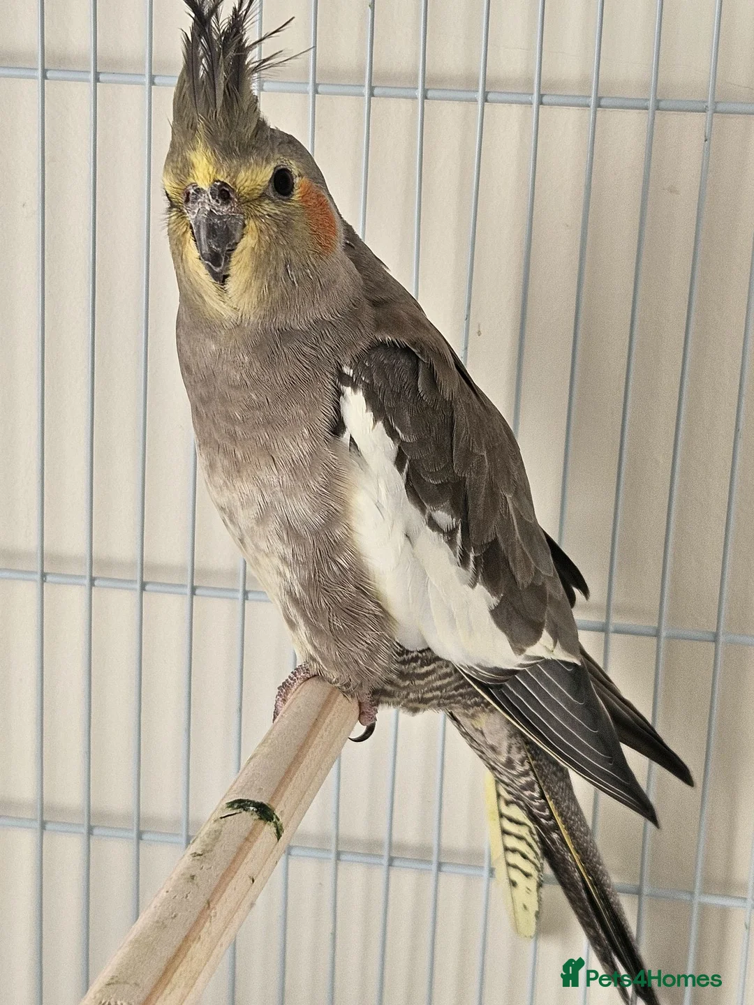 Cockatiels birds for sale: Male and female cockitel looking for new aviary  - Advert 2