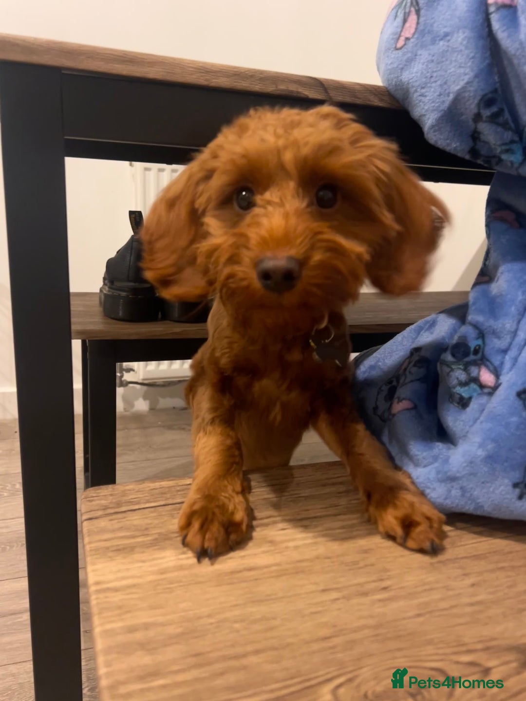 Cockapoo dogs for sale: Cockapoo - Advert 1