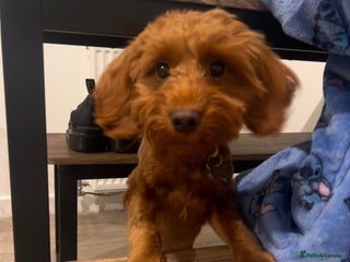 Cockapoo dogs Cockapoo - Advert 1