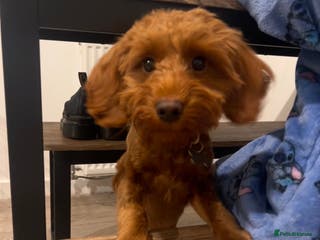 Cockapoo dogs Cockapoo - Advert 12