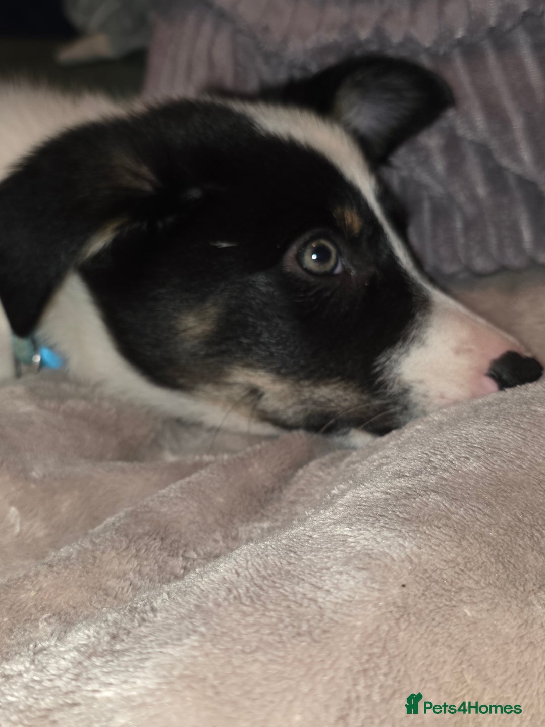 Border Collie dogs for sale: Border collie puppies - Advert 10