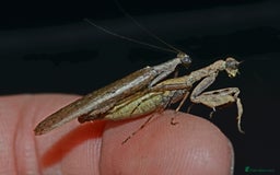 Praying Mantis invertebrates for sale: Various Praying Mantis available. - Image 6