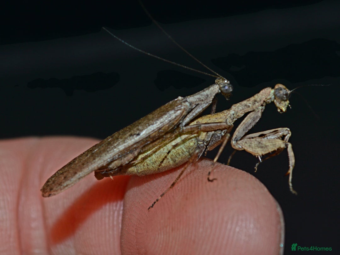 Praying Mantis invertebrates for sale: Various Praying Mantis available. - Image 6
