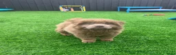 Chow Chow dogs for sale: Stunning rare lilac chow chow male puppy for sale  - Advert 2