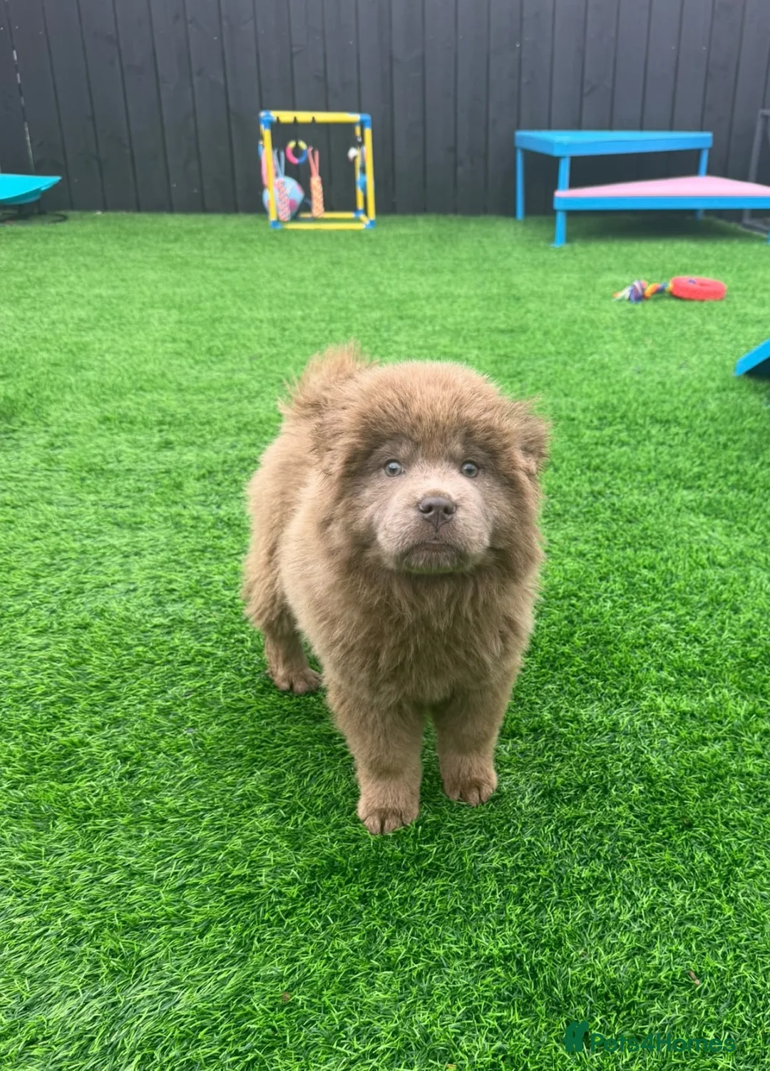 Chow Chow dogs for sale: Stunning rare lilac chow chow male puppy for sale  - Advert 2