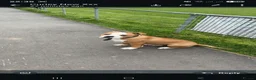 American Bulldog dogs for sale: American Bulldog boy puppy in Swansea - Advert 4
