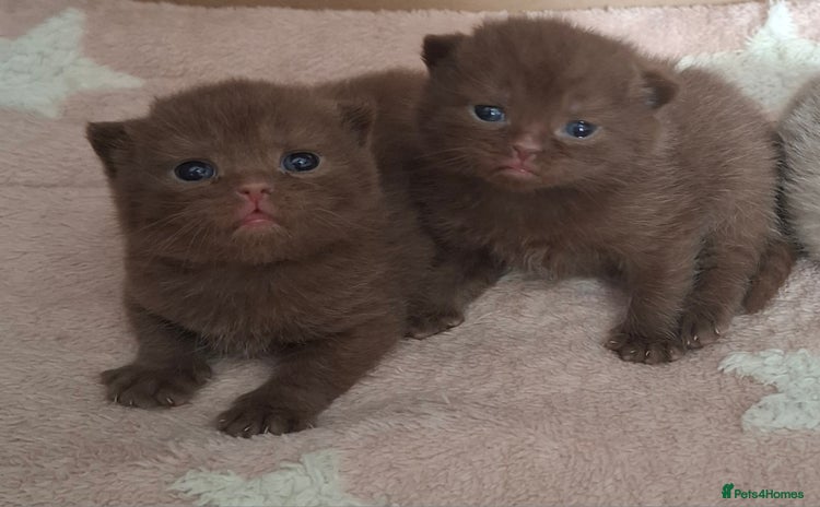 British Shorthair cats in Swadlincote - Advert 14