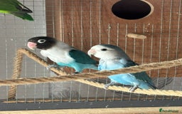 Lovebirds birds for sale: Proven pairs of lovebirds - Image 3