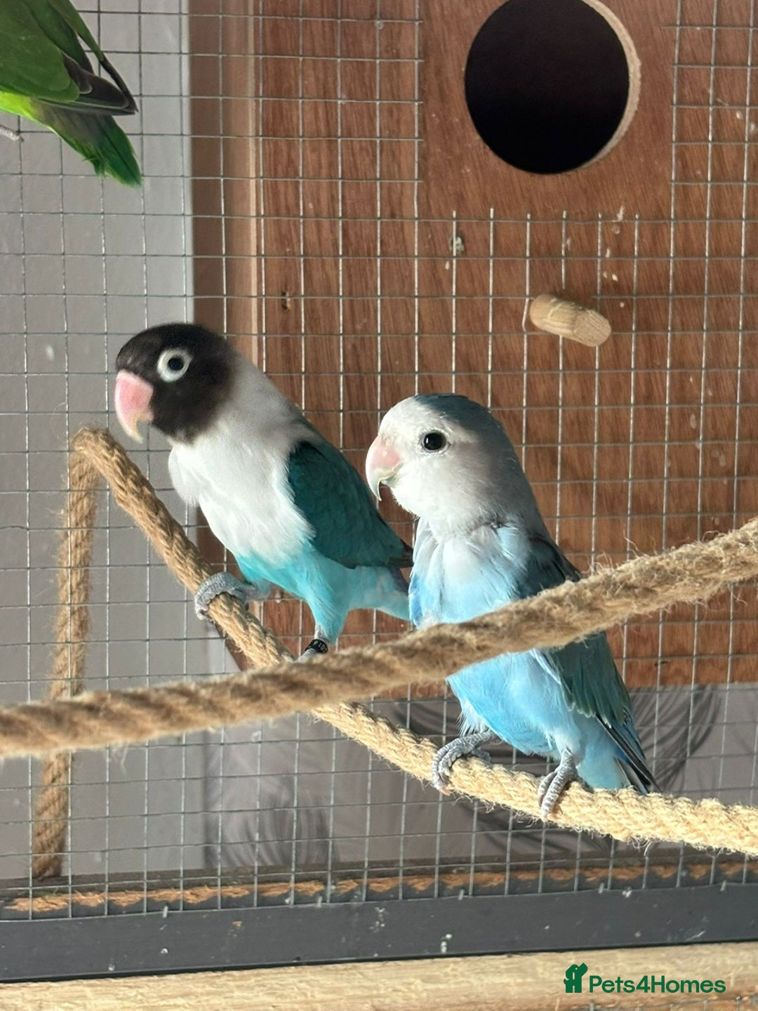 Lovebirds birds for sale: Proven pairs of lovebirds - Image 3