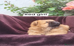 Chow Chow dogs for sale: Chow Chow Puppy 1 - 5 star KC registered Chow Chow puppies - Image 10