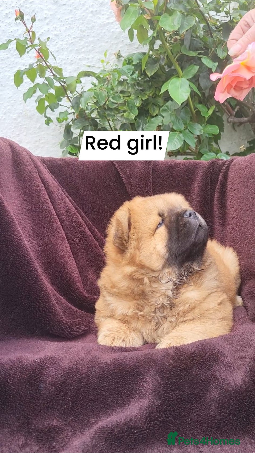 Chow Chow dogs for sale: Chow Chow Puppy 1 - 5 star KC registered Chow Chow puppies - Image 10