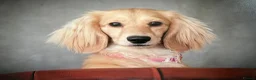 Miniature Dachshund dogs for sale: 🐶    KC Miniature Shaded Cream Dachshund Pups  🐶 in Rotherham - Advert 9