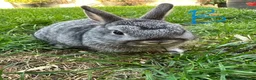 Netherland Dwarf rabbits for sale: Netherland Dwarf rabbits for sale  - Advert 14