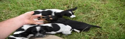 Cocker Spaniel dogs for sale: Mixed colour litter of working cockers  - Advert 8