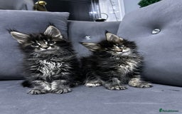 Maine Coon cats for sale: Maine Coon  - Image 5
