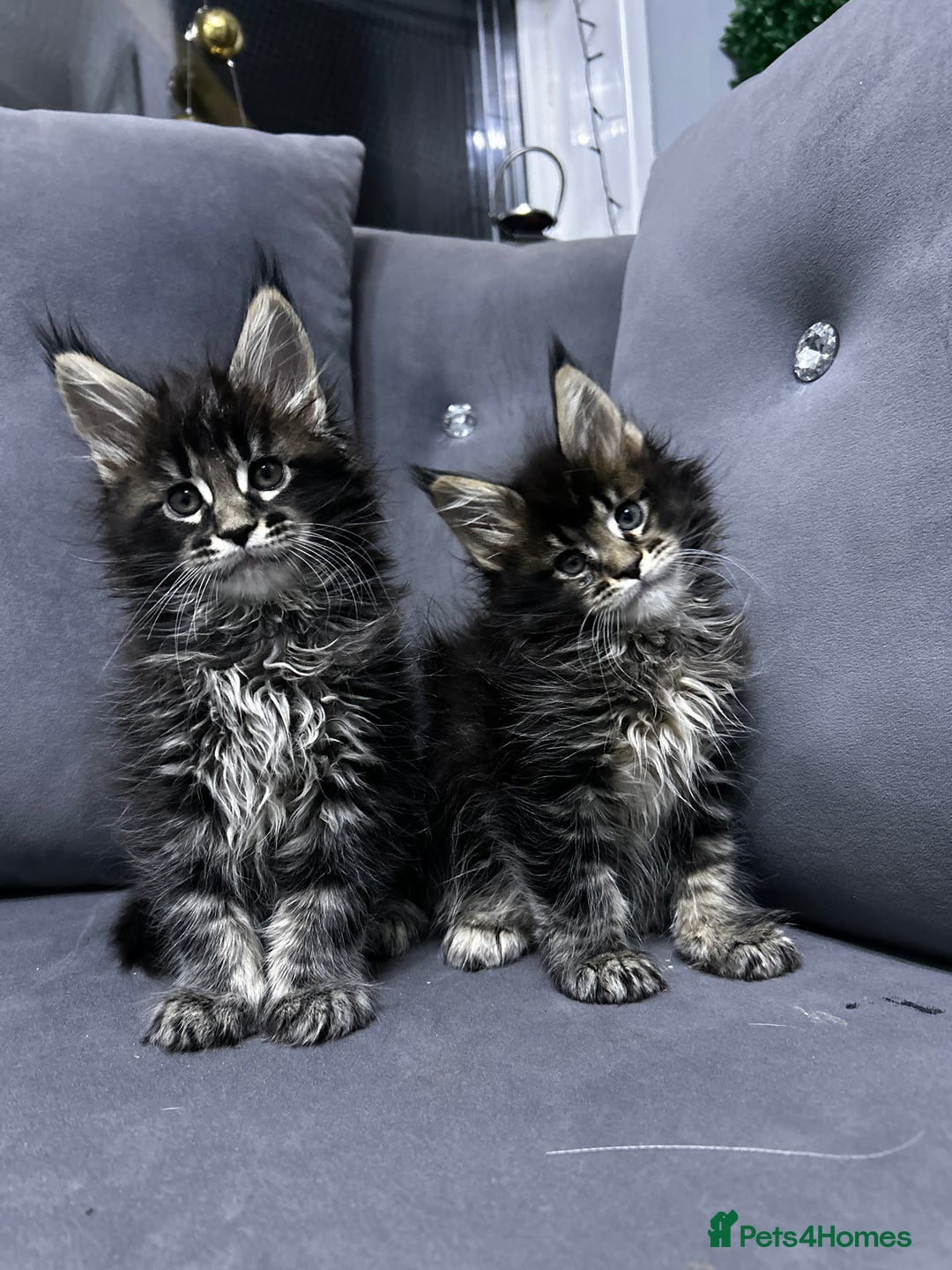 Maine Coon cats for sale: Maine Coon  - Image 5