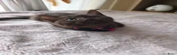 Mixed Breed cats for sale: Gorgeous British Shorthair Mix Kittens - Advert 25