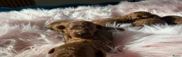 Miniature Poodle dogs for sale: Solid red poodle 🐶 in Sheerness - Advert 7