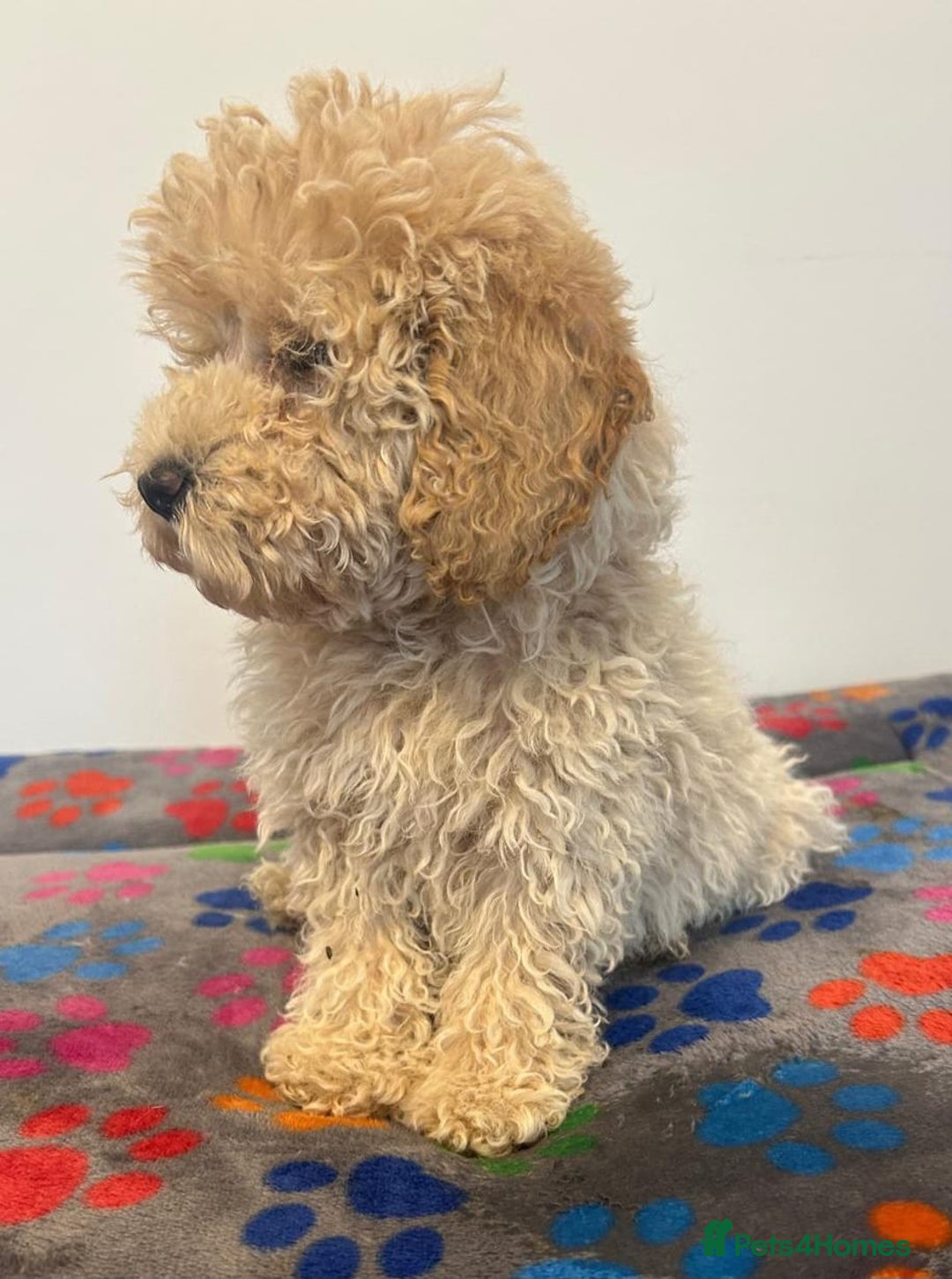 Cavapoo dogs for sale: 🐾 Beautiful F1B Cavapoo Puppies — Ready Now 🐾 - Image 10