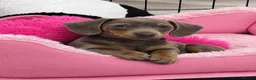 Dachshund dogs for sale: Last beautiful girl dachshund kc registered  - Advert 1