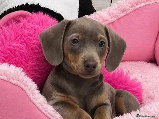 Dachshund dogs Last beautiful girl dachshund - Advert 6