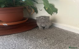Scottish Fold cats for sale: Scottish fold - Image 7