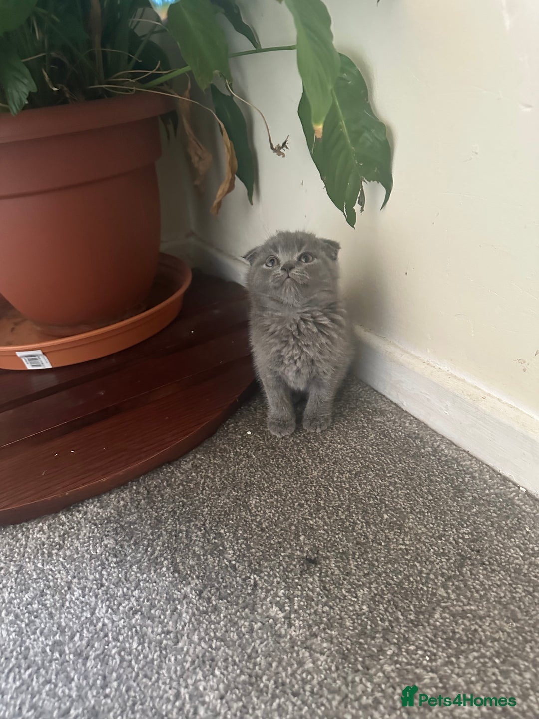 Scottish Fold cats for sale: Scottish fold - Image 7