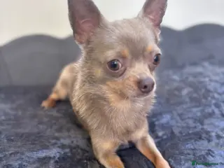 Chihuahua dogs Lilac KC Reg Chihuahua Adult Boy - Advert 6
