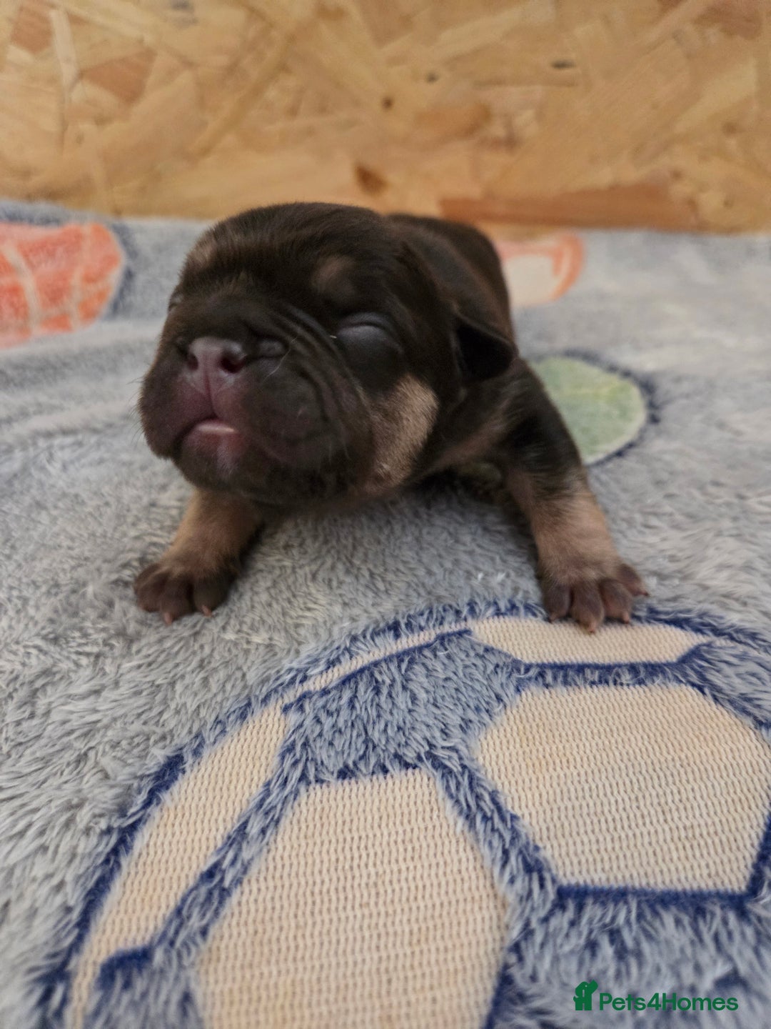 French Bulldog dogs for sale: 5 beautiful male french bulldog puppies  - Image 8