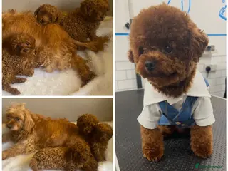 Cavapoo dogs Cavapoo X Toy Asian Poodle PUPPIES - Advert 7