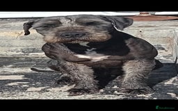 Mixed Breed dogs for sale: Bull wheaten pups available ready to go - Image 7