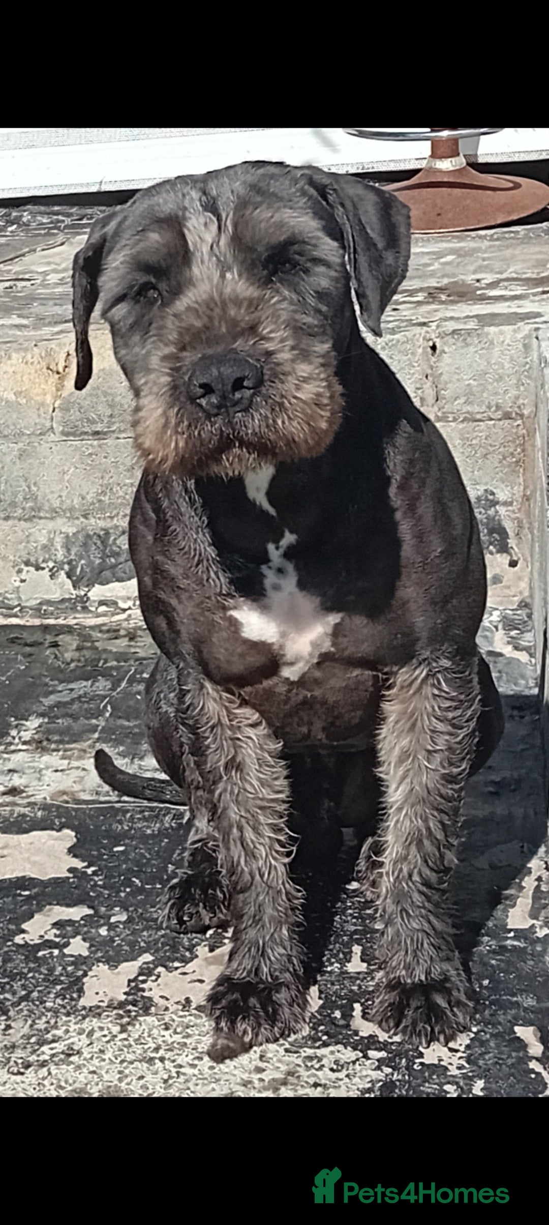 Mixed Breed dogs for sale: Bull wheaten pups available ready to go - Image 7