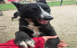 Mixed Breed dogs for adoption: BUCK  - Image 4