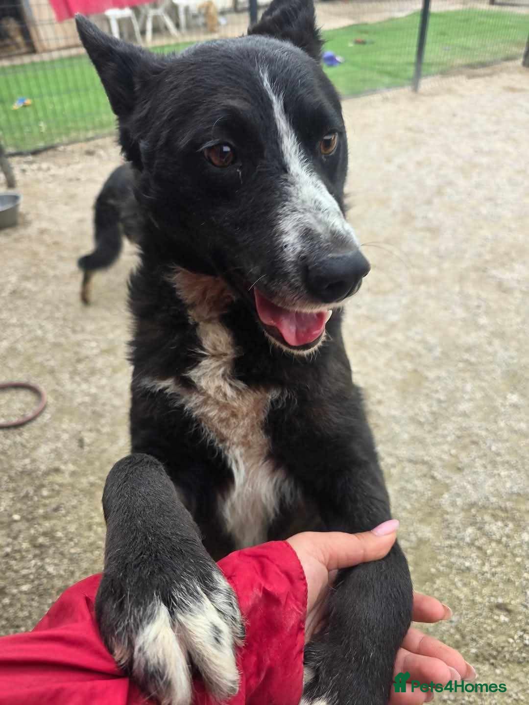 Mixed Breed dogs for adoption: BUCK  - Image 4