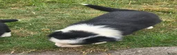 Border Collie dogs for sale: Two beautiful boys available boarder collie pups - Advert 5