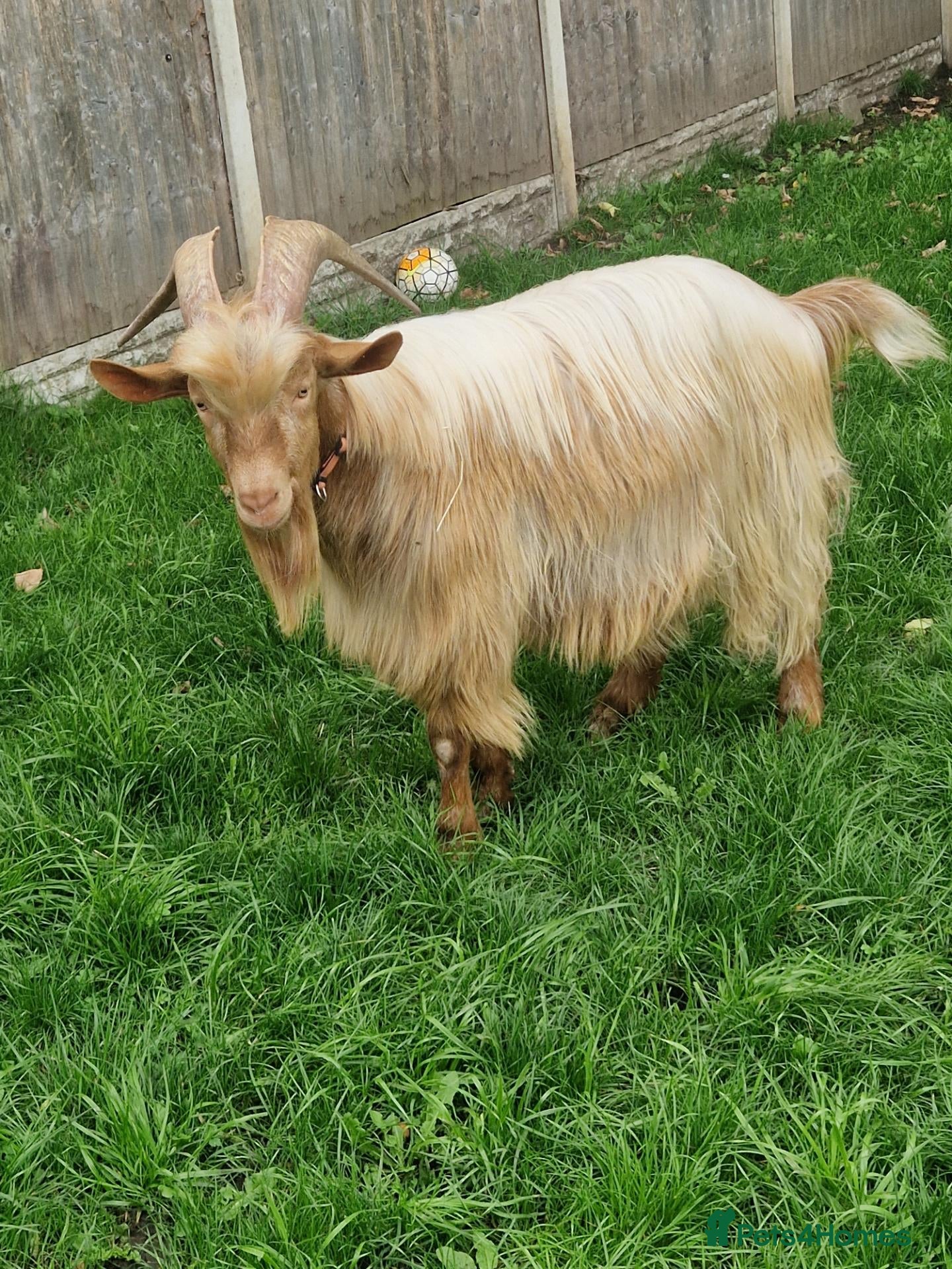 Goats livestock Registered Golden Guernsey Billy - Advert 1