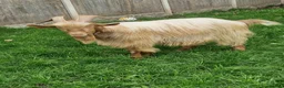 Goats livestock for sale: Registered Golden Guernsey Billy - Advert 1