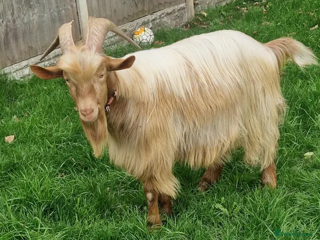 Goats livestock for sale: Reduced: Registered Golden Guernsey Billy - Advert 1