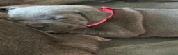 Staffordshire Bull Terrier dogs for sale: Beautiful KC reg blue puppies - Advert 21