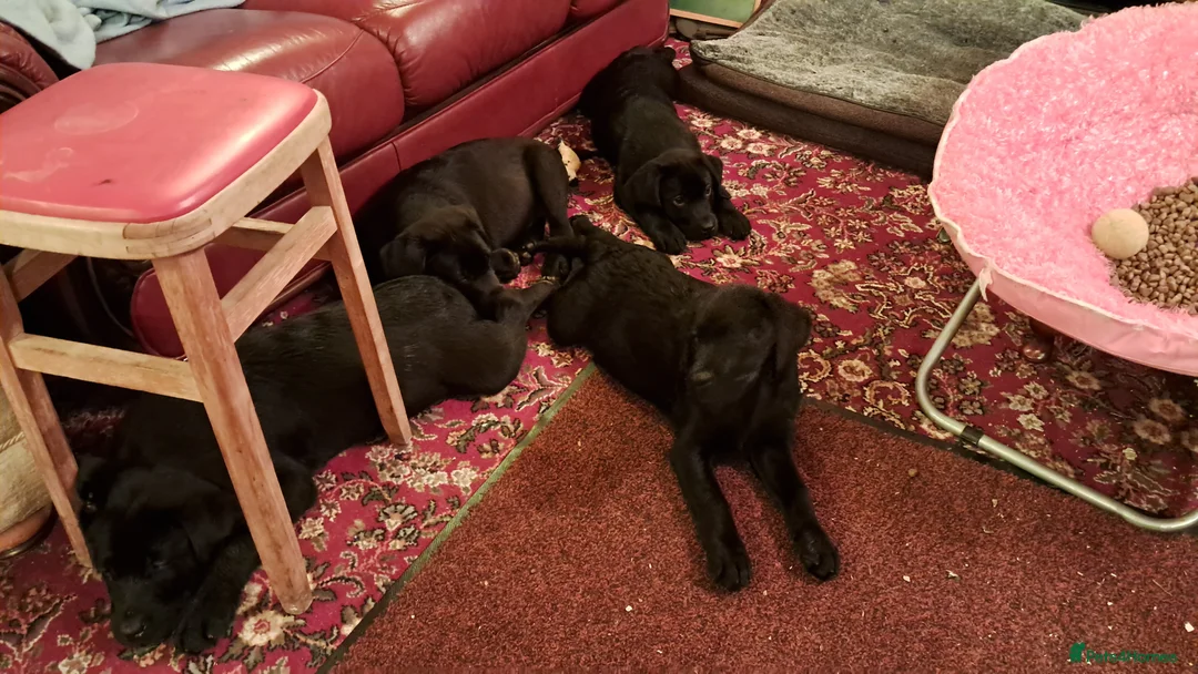 Labrador Retriever dogs for sale: Chunky well grown black Labrador puppies. KC, DNA. - Advert 2