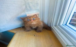 British Shorthair cats for sale: GCCF reg BS kittens true to type cinnamon  - Image 7