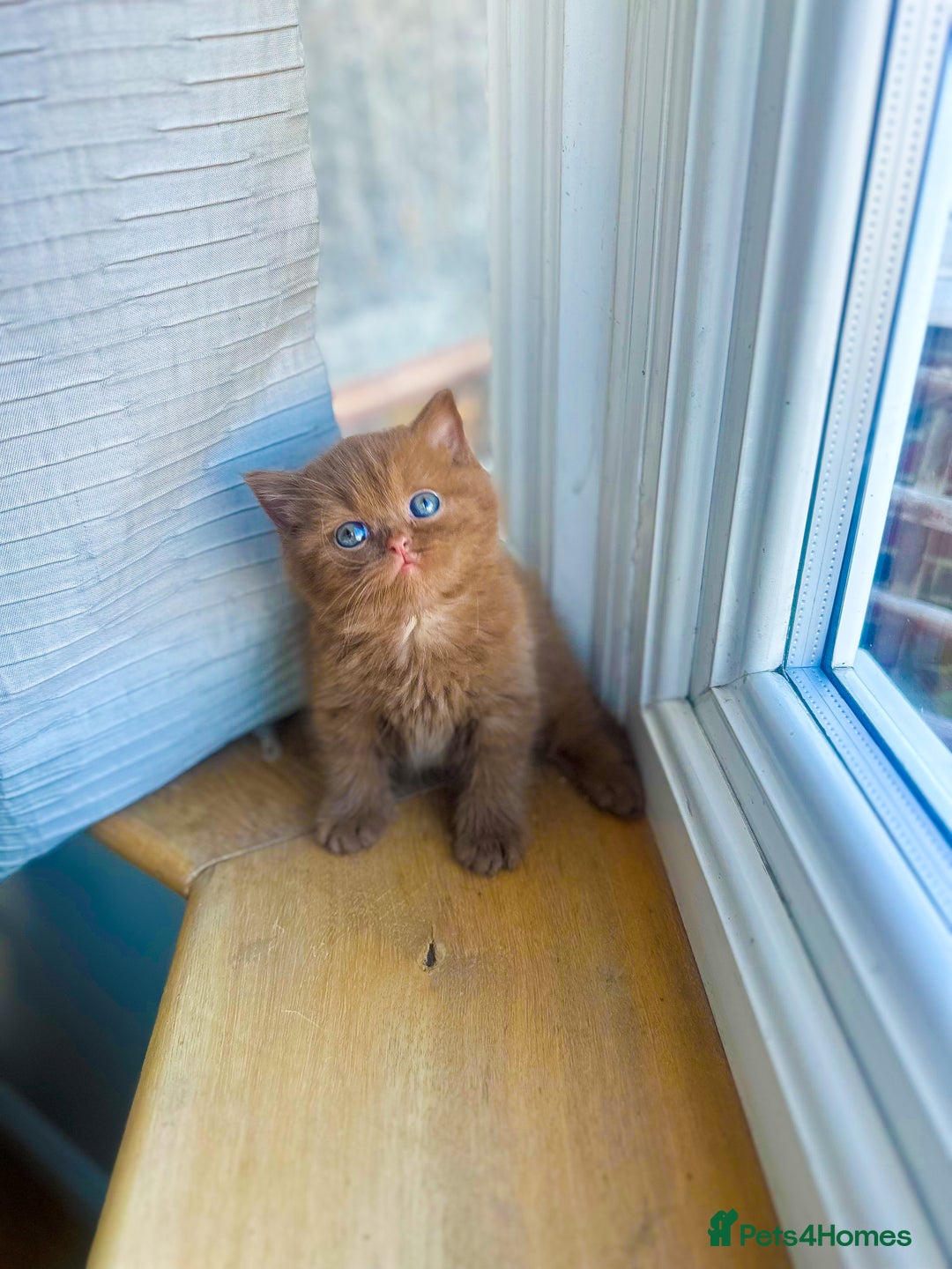 British Shorthair cats for sale: GCCF reg BS kittens true to type cinnamon  - Image 7