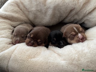 American Bully dogs American Pocket Bully Puppies - Advert 3