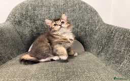 British Longhair cats for sale: 3/4 British longhair kittens - Image 5