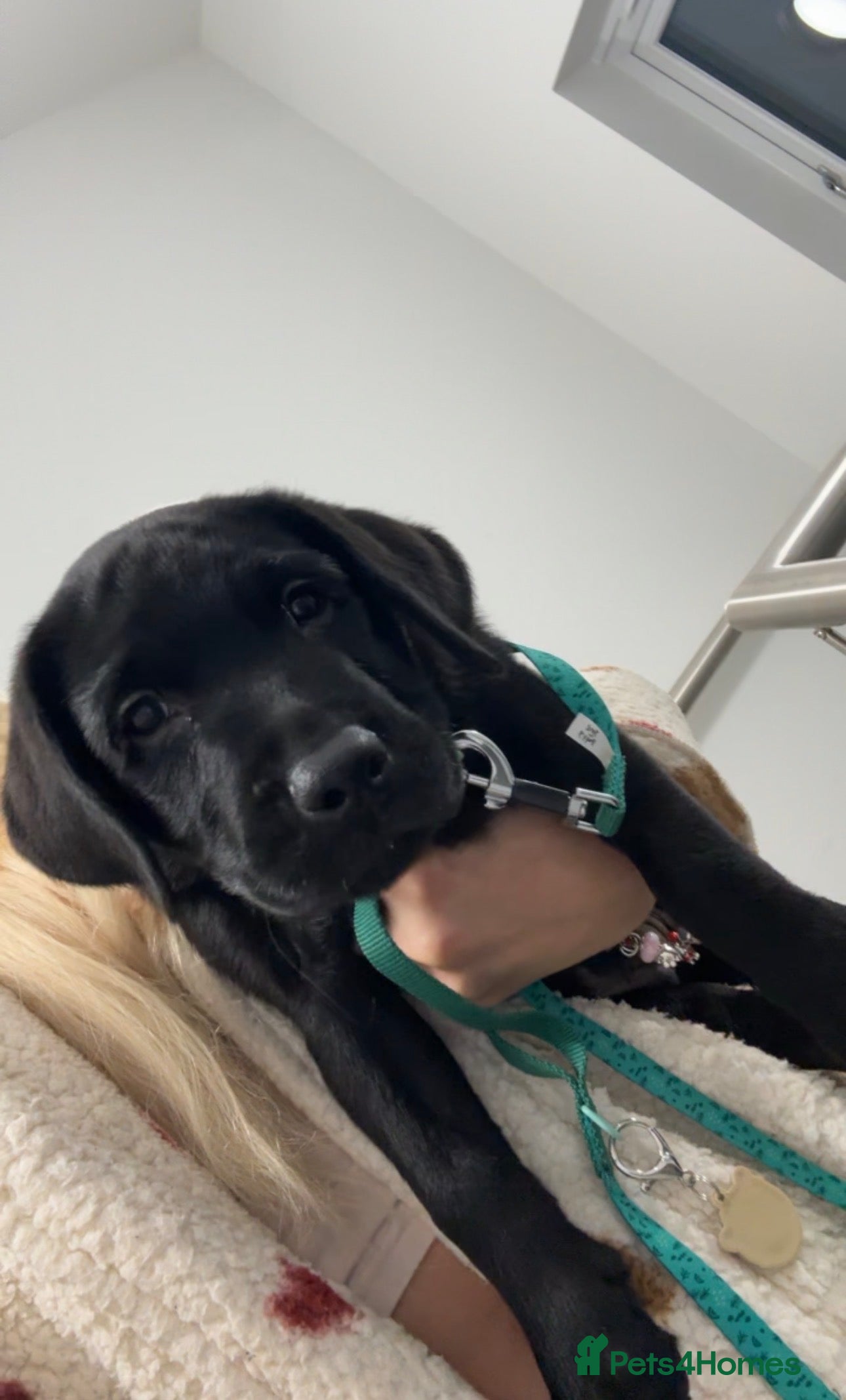 Labrador Retriever dogs labour retriever puppy  - Advert 1