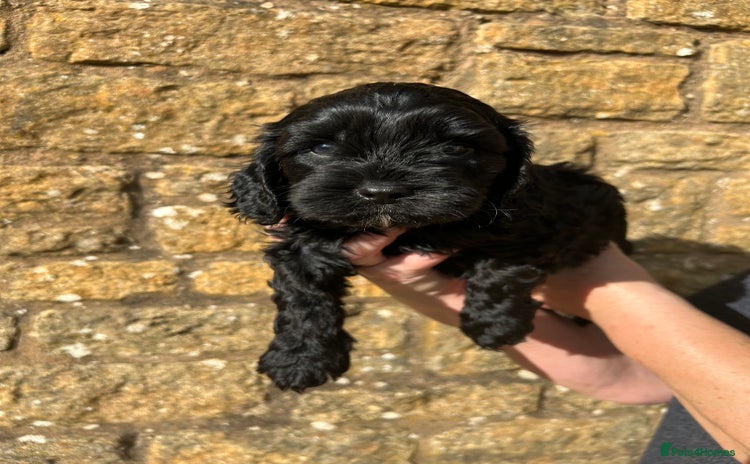 Cavapoo dogs - Advert 3