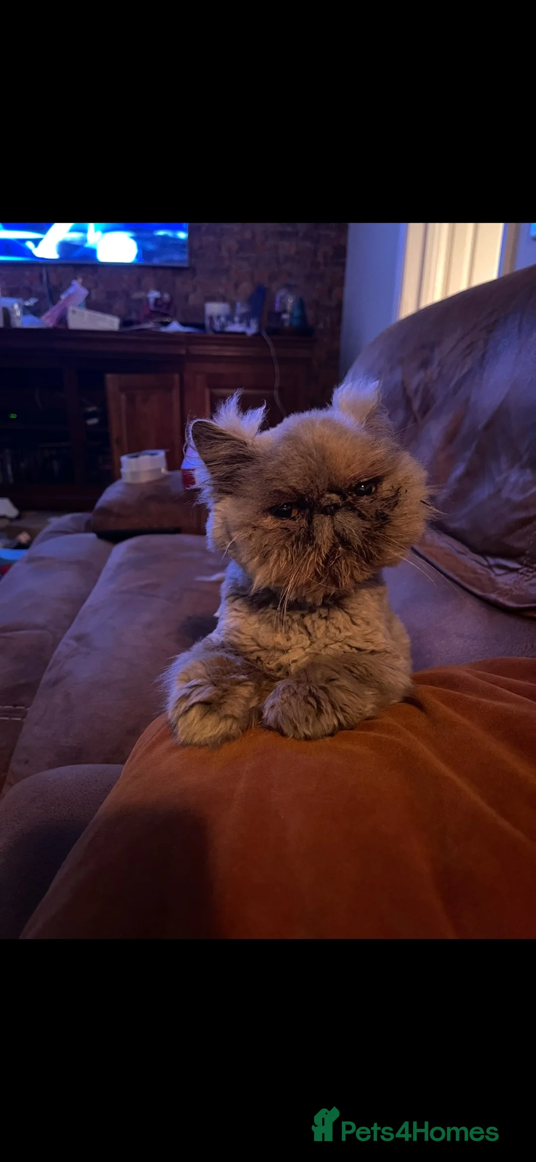 Persian cats for sale: Female Pedigree Persian - Advert 2