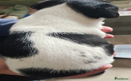 Jack Russell dogs for sale: Jack Russell puppies  - Image 9